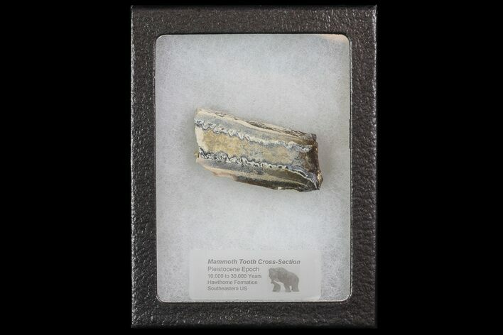 Mammoth Molar Slice With Case - South Carolina #67749